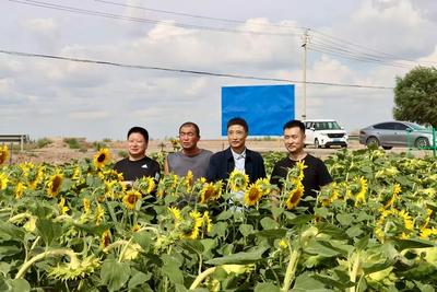 蘭大綠色材料研發(fā)中心科研賦能 復(fù)合微生物肥料助力景泰鹽堿地“喜變”良田